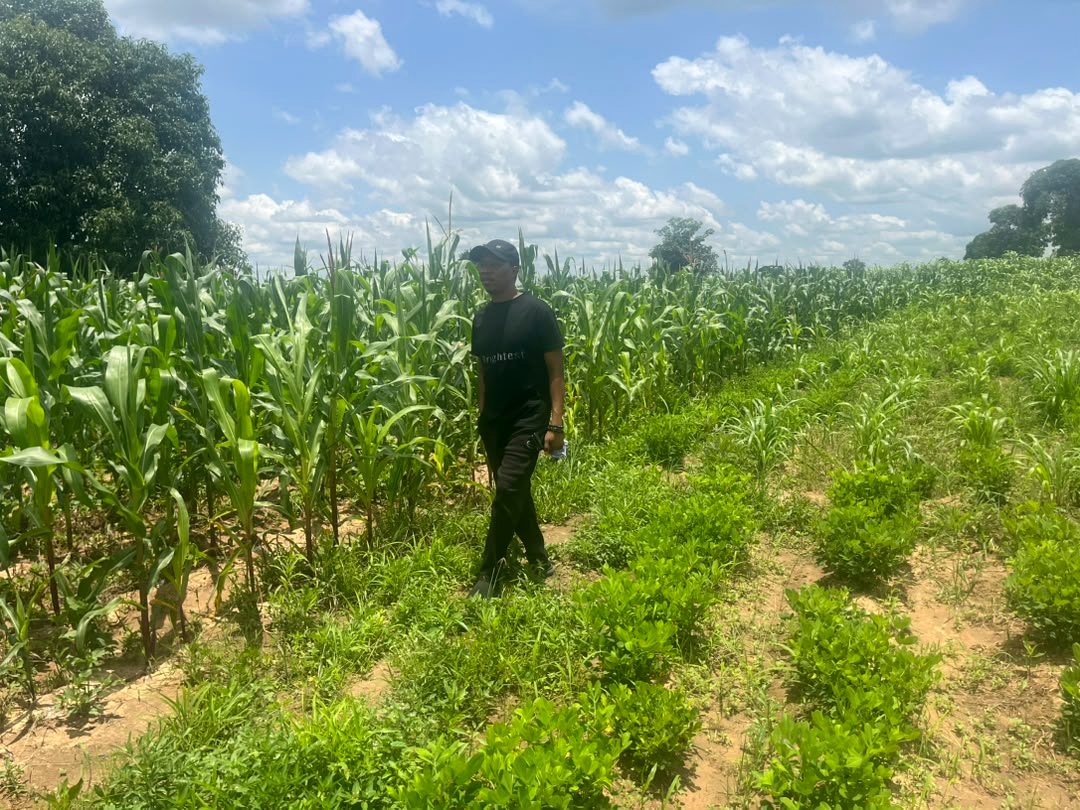 Pamoja Agro maize field